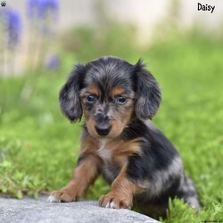 Daisy/Dachshund									Puppy/Female	/6 Weeks