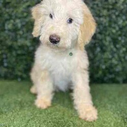 Adopt a dog:1 x F1b Standard Sheepadoodles (DNA Clear) Free Delivery Sydney//Male/Younger Than Six Months,1 x beautiful F1b Standard Sheepadoodle (standard Sheepadoodle x standard poodle) puppies available to a loving home. They are available from the 4th April and we can deliver them to Sydney on that date and again the following week.- 1 x cream malePuppies come :- With first round of vaccinations & microchipped- Vet check report- 6 weeks free pet insurance- Not desexed- Wormed every 2 weeksThe puppies have been raised indoors and outdoors, and around children and other puppies.The mother is a 24kg black standard sheepadoodle (DNA Clear), the father is a 28kg Standard Poodle (DNA Clear). We own both parents and I can send photos of parents on request. Puppies will be low to non shedding. Will grow slightly bigger than a groodle, bordoodle, labradoodle, Aussiedoodle.Once our puppies leave, we:- Would love to see updates!- Offer a rehoming policy- Offer a 18 month health guarantee- Have a Facebook page you can stay in touch or see other puppies we have bred- Offer support and are free to talk at any time throughout your puppies lifeWe are located in Nyngan NSW, can get to Dubbo at any stage. Road transport is usually organised from Dubbo. There will be free transport to Sydney, with a chosen meeting location and time. Happy to arrange other freight at buyers expense, flights from Sydney to another capital city are usually around $300Full members of AAPDB: 16947BIN: B000738270We have a website & Facebook page Country Canine Co. Please look on our Facebook group Country Canine Co. Families for photos of the previous litter as adults.