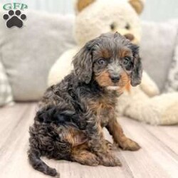 Lola/Cavapoo									Puppy/Female	/9 Weeks,This sweet and adorable Cavapoo is looking for a forever family! All vaccinations and dewormings are up to date and any necessary paperwork will be provided. Raised by a large and loving family with children, this pup will be a wonderful new companion for you! To make the transition easier, a baggie of food will also be included. Please contact anytime! We do not text.