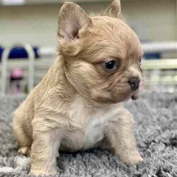 Adopt a dog:♥️ Fluffy French Bulldog Puppies - Solid Lilac & Merle’s ♥️/French Bulldog/Both/Younger Than Six Months,Introducing the Cereal Litter