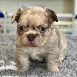 Adopt a dog:♥️ Fluffy French Bulldog Puppies - Solid Lilac & Merle’s ♥️/French Bulldog/Both/Younger Than Six Months,Introducing the Cereal Litter