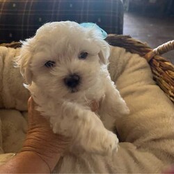 Adopt a dog:Maltese x Poodle 2 males , perfect Mothers Day gift❤️/Maltese/Male/Younger Than Six Months,Maltese x Poodle 2 males, absolutely beautiful natured loyal dogs. So fluffy, non allergenic coats.Mum is a Maltese x poodle and dad is a pure bred Maltese,Will make a beautiful Mother’s Day gift for your mum