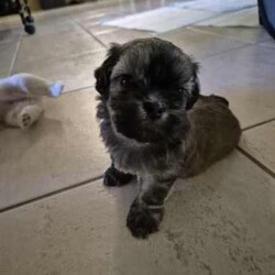 Adopt a dog:Maltese/shihtzu puppies/Maltese Shih Tzu/Male/Younger Than Six Months,I will have these beautiful 6 week old puppies looking for there new forever home in 2 weeks time.All 3 puppies are male.They have been bought up with a family with kids and a loving household