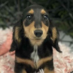 Adopt a dog:Long hair female black and tan miniature dachshund/Dachshund/Female/Younger Than Six Months,Long hair female black and tan miniature dachshund16 weeks oldVaccinated microchipped wormed regularlyReady to goLocated Gorokan on the central coastClear dnaCarries cream e choc blue