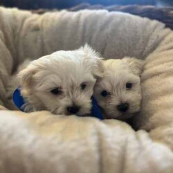 Adopt a dog:Maltese x Poodle 2 males , perfect Mothers Day gift❤️/Maltese/Male/Younger Than Six Months,Maltese x Poodle 2 males, absolutely beautiful natured loyal dogs. So fluffy, non allergenic coats.Mum is a Maltese x poodle and dad is a pure bred Maltese,Will make a beautiful Mother’s Day gift for your mum