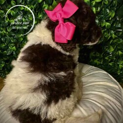 Rare Moyen Poodle Puppies /Poodle (Miniature)/Both/Younger Than Six Months,Exciting News at Jokinen Park! 