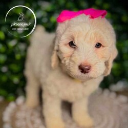 Rare Moyen Poodle Puppies /Poodle (Miniature)/Both/Younger Than Six Months,Exciting News at Jokinen Park! 