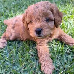 Beautiful Toy Cavoodle Puppy-Red/Cavoodle/Male/Younger Than Six Months,ONLY 1 PUPPY LEFT-SIGNIFICANTLY REDUCED!!!! Needs forever home, as we are about to travel.8 weeks old today!Perfect size for indoor, apartment, family home and outdoor living. TOILET TRAINED.One gorgeous, friendly, sweet male red TOY CAVOODLE puppy.Only one little BOY left.TOILET TRAINEDBeautiful personalityHe is ready to go to his forever home NOW!We are in Brisbane, QLD.1.One ‘dark ruby red’ boy - beautiful personality to match his good looks, expected to grow to 3-4kg. $1900 Photos 1-9 are of this puppy.The last photo is of the parents.Pup is non-shedding and hypoallergenic.Both parents are F1 cavoodles. Mum is a cream cavoodle weighing 4kg. Dad is a dark ruby red cavoodle weighing 3kg. When you come to view the puppy you will have the opportunity to meet their parents, both are our family pets.Puppies are second generation/theodore cavoodles.You can be certain that our puppy is socialised in our family home, with dogs and other pets. He is very much loved and treated with great care to ensure a healthy, happy baby. Puppies are handled from birth. They are introduced to normal household noises, such as, vacuum cleaners, washing machines, music, TV and car noises. We have raised our babies following an incredible program called, “Puppy Culture” that gives puppies the best possible start in life and ensures our puppies leave us for their new families well socialised, happy and ready to begin the next adventure in their little lives.Our little puppy is toilet trained and goes inside on wee mats and artificial grass. He goes outside to our backyard, where he makes his own way to the grass with complete success.Pup comes to you microchipped, with his 1st vaccination, wormed every 2 weeks and with a comprehensive vet health check. You will also receive a puppy pack, which will include quality food, a litter blanket, a soft snuggle toy, favourite chew toy, collar and leash and an information pack, including medical information.If you are interested in adding a new member to your family you will need to come to our home and meet your puppy in person and we can meet each other. We are located in Brisbane, QLD.