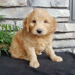 Domino/Mini Goldendoodle									Puppy/Male	/9 Weeks,Hi! Im Domino a charming F1B mini goldendoodle. I love adventures, running around in the grass, playing, but of course cuddling is wonderful too!! Would you be my friend?