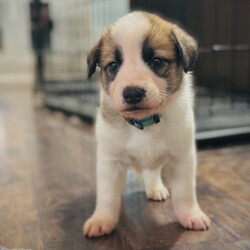 Teal/Great Pyrenees/Male/Baby