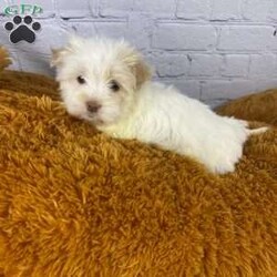 KiKi/Havanese									Puppy/Female	/9 Weeks,Meet Kiki, a delightful and affectionate AKC Registered Havanese. This fun-loving and beautiful companion is eagerly awaiting a forever family. With a soft and cuddly nature, that is  sure to bring love and joy into any home. Raised with kids and well socialized.