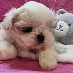 Adopt a dog:Stunning extremely tiny imperial pure white babies/Shih tzu/Mixed Litter/5 weeks,These babies will be smaller than a cat when fully grown.
Both parents are tiny imperial pure whiteskc registered.
These will be non kc.
White boy = £950
White girl = £1,000
White girl with blue nose = £1,00 (sold)
No hernias
They will be fully socialised with household noises,children and other dogs and cats. When they leave they will be 95% puppy pad trained.
As part of my puppy pack l will provide the following:-
1) 1st injection along with their vet vaccination card
2) Microchiped
along with the transfer paperwork
3) full legal sell contract paperwork
4) full all-inclusive booklet on your puppy
5) food/feed sheet/paperwork
for your puppy
6) scented teddy of mum and litter mates smell
7) Lifetime support of your baby
I'm a 5 star licence shihtzu breeder.
For further information please
give me a call.