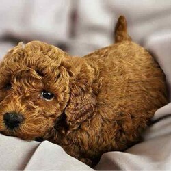 Adopt a dog:Pure Tiny Toy Poodle Puppies available /Poodle (Toy)/Both/Younger Than Six Months,EXQUISITE Toy Poodles Ready for New Homes!!