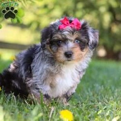Sylvia/Yorkie Poo									Puppy/Female	/8 Weeks,Sylvia’s cute little face is what dreams are made of! Her expressive eyes are just begging you to hold her and love on her. She is a super smart little lady with boundless happy energy, always ready for the next adventure! Though small, she is mighty at heart with her “big dog” personality. She would love going everywhere with you…running errands, beach vacations, or just exploring the backyard. She has been loved and doted on thus far in her life, giving her a great start and helping her be more comfortable in the world around her. We’ve kept her current on vaccines and dewormer and had the first puppy vet exam done. She is microchipped as well. Mama is a super sweet Yorkshire Terrier named Twinkle weighing in at a darling 13 lbs. Dad is a handsome Mini Poodle named Snickers weighing 11 lbs. We require a deposit to reserve this baby. We offer training as well! Feel free to reach out to Clara with any questions or to make her yours! 