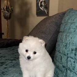 Stunning Pomeranian Puppies/Pomeranian/Both/Younger Than Six Months,Announcing the arrival of Dior and Boo's precious litter! With 4 adorable girls and 1 handsome boy, these little ones will be ready to find their forever homes on May 18th.In our home, every puppy is cherished, and we believe in the utmost care for both the mother and her offspring. Surrounded by love, other dogs, and playful children, these puppies have been nurtured in a warm and social environment.We take immense pride in overseeing each puppy's growth and development, ensuring they are well-socialized, potty trained, and nourished with premium foods. Dior, a Pomeranian X Japanese Spitz, and Boo, a Purebred Pomeranian, both possess not only stunning coats but also gentle temperaments.We take great pride in ensuring that our puppies receive the highest standard of care and attention. From regular worming treatments administered at 2, 4, 6, and 8 weeks to their initial vaccination and microchipping, every measure has been taken to safeguard their health and well-being.Our commitment to their welfare extends beyond physical health to encompass their social and behavioral development. Through consistent and positive reinforcement, our puppies are making remarkable strides in their toilet training, a testament to their intelligence and adaptability.As responsible breeders, we understand the importance of providing prospective owners with peace of mind. That's why each of our puppies will come with all the necessary vet papers, ensuring a seamless transition into their new homes.We are committed to finding the perfect homes for these little ones, where they will receive abundant love and attention. If you're ready to open your heart and home to one of these bundles of joy, we'd love to hear from you.Thank you, Cassy & Ieisha 