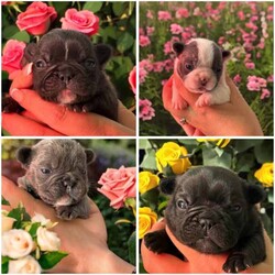 Adopt a dog:French Bulldog Pups 3 girls 1 boy MDBA Registered /French Bulldog/Both/Younger Than Six Months,Dville Highrollerz is proud to announce Smurf and Louie’s final litter. We are a small registered MDBA breeder based in Hobart.Born 10/4/24 these babies are brought up in a family environment. We don’t leave mum and babies for the first two weeks to ensure safety and the best start to life.We have 3 girls and 1 boy looking for their forever home. They will come with the following: