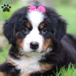 Eden/Bernese Mountain Dog									Puppy/Female	/8 Weeks,Introducing Eden, the epitome of Bernese Mountain Dog charm and beauty. With her striking tri-color coat, bold markings, and soulful eyes, this little girl is a majestic presence that commands attention wherever she goes. Despite her impressive size, she has a gentle and affectionate demeanor that instantly puts everyone at ease. Her warm and loving personality makes her a beloved companion and cherished member of the family. Bernese Mountain Dogs, affectionately known as “Berners,” are beloved by their humans for being powerful workers with an eager-to-please attitude. Their gentle nature makes them perfect family dogs, especially with small children.