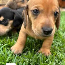 Adopt a dog:Mini Dachshund puppies/Dachshund/Male/Younger Than Six Months,Mini dachshund puppiesD.O.B 30.03.245 males $1500 each1 female $1800.Ready for their forever home from 25th May. (No earlier)Will be microchipped and first vaccinations.BIN0006058701627