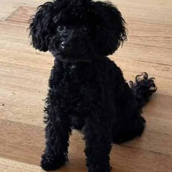 Adopt a dog:/Poodle (Toy)/Both/Younger Than Six Months,We are delighted to be offering such sweethearts to the right home.Both parents are Pedigree Toy Poodles and are available to view on request.Both parents have Australian and international quality Bloodlines.Once a suitable home is found the new owners will receive*Full health Vet Certificate from my vet* DNA Test results that clears the puppy from having any hereditary diseases*Has been microchipped*Puppy has already received there vaccination*Puppies have been wormed fortnightly since birthOur gorgeous puppies will be issued with limited papers .PLUS will come with a puppy pack (information booklet, toys, Royal Canin food that puppies is currently being fed, puppy training per pads and more) this is to help puppy make the transition into there new home as smooth as possible. puppies new family will receive support, help and further information as required.My dogs and puppies are part of our family and are loved by all ofUS