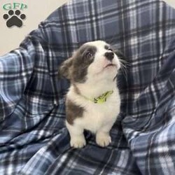 Benny/Pembroke Welsh Corgi									Puppy/Male	/9 Weeks,Corgis are the cutest…..come out today to see for yourself in person, reach out to set up a meet and greet or if needed delivery is an option