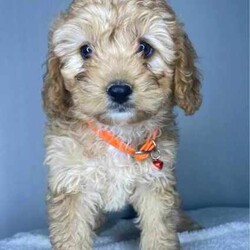 Adopt a dog:QUALITY TOY CAVOODLE puppies/Poodle (Toy)/Both/Younger Than Six Months,Gorgeous Toy Cavoodle puppies ready to go new home now❤️Quality guarantee❤️