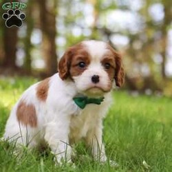 Gidion/Cavalier King Charles Spaniel									Puppy/Male	/5 Weeks,Meet Gidion, a friendly little AKC Cavalier King Charles Spaniel puppy! He has a stunning, silky coat and big innocent eyes that will have you attached to him in no time. He is the perfect size to join you on all your everyday activities, big enough to keep up with a fast paced life, but small enough to be by your side no matter where you go. Cavaliers are known for calm and sweet nature, and they are usually great with kids so make wonderful family pets!