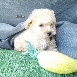 Moodles galore /Poodle (Miniature)/Both/Younger Than Six Months,Welcoming new litter , there are 5 pups 1 girl and 4 boys, All looking for loving caring families Genuine buyers only ,no time wasters. Father is purebred minature poodle tan in color dna papers supplies and orivet tested health screen 100 %clear . Mum also dna history supplies and 100 % cleared through orivet . Both parents have beautiful temperaments. They have been socialized wormed every 2 weeks have all their vacinations and microchipping on the 19th of April. Pups born on the 1st of march 2024. New owners will receive a puppy pack at full price payment and photo log from birth .Moodles are non shedding but require regular grooming and they are hypoallergenic.Puppy 1 Pearl mic no 953010006753019Puppy 2 chatter mic no 953010006753021Puppy no 3 prince mic no 953010006752998Puppy no 4 tag mic no 953010006758996Puppy no 5 Dash mic no 953010006759003Bin no. 0013732598629Pearl $2000Chatter $2000Prince $2500Tag $2000Dash $2500