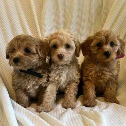 Moodles galore /Poodle (Miniature)/Both/Younger Than Six Months,Welcoming new litter , there are 5 pups 1 girl and 4 boys, All looking for loving caring families Genuine buyers only ,no time wasters. Father is purebred minature poodle tan in color dna papers supplies and orivet tested health screen 100 %clear . Mum also dna history supplies and 100 % cleared through orivet . Both parents have beautiful temperaments. They have been socialized wormed every 2 weeks have all their vacinations and microchipping on the 19th of April. Pups born on the 1st of march 2024. New owners will receive a puppy pack at full price payment and photo log from birth .Moodles are non shedding but require regular grooming and they are hypoallergenic.Puppy 1 Pearl mic no 953010006753019Puppy 2 chatter mic no 953010006753021Puppy no 3 prince mic no 953010006752998Puppy no 4 tag mic no 953010006758996Puppy no 5 Dash mic no 953010006759003Bin no. 0013732598629Pearl $2000Chatter $2000Prince $2500Tag $2000Dash $2500