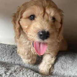 Adopt a dog:Beautiful Cavoodle Puppies/Poodle (Miniature)/Both/Younger Than Six Months,We have a beautiful litter of Cavoodle or Cavapoo puppies that will be ready for homes ready now. 3 Boys $1200 and 1 girls $1500 . They come from a first time litter, Mum is a red Miniature Poodle and Dad is an Apricot Cavoodle. They have been bought up with lots of attention, time and patience. All have beautiful natures and Cavoodles are known for being child friendly and very family orientated as I can attest to as the puppies father is our gorgeous Ollie who loves all people and animals. We have been feeding them on raw meat and Royal Canin puppy biscuits. Puppies are weened and toilet training has begun. Puppies come vaccinated, wormed and microchipped. Please email micandmad at hotmail.com or text message or call if you would like to know more.
