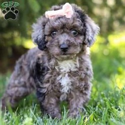 Lily/Miniature Poodle									Puppy/Female	/9 Weeks,Introducing Lily, the charming Poodle puppy who is as sweet as she is adorable. With her curly, hypoallergenic coat and expressive eyes, Lily is a delightful companion ready to capture your heart. This ACA registered puppy comes from excellent lineage. His parents are Katurah, weighing 13lbs, and Kozmo, weighing 17lbs. We have carefully selected this pairing, ensuring this little lady inherits the best qualities of both. Lily has already had her first vet exam and is up to date on vaccines and dewormer, guaranteeing she’s healthy and ready for her new home. But Lily isn’t just a beautiful pup; she’s also well-prepared. Training is available for this intelligent breed, ensuring she learns good manners and obedience from a young age. With her eager-to-please attitude and quick learning abilities, Lily is sure to excel in any training program. Whether it’s mastering basic commands or advanced tricks, Lily is ready to impress. If you’re seeking a loyal and trainable companion, Lily is the perfect choice. Don’t miss out on the opportunity to welcome this little Poodle puppy into your home, where she’s sure to bring joy, laughter, and endless love. Contact us today to make Lily a cherished member of your family! -Andy and Dena You can call or text anytime Monday through Saturday.