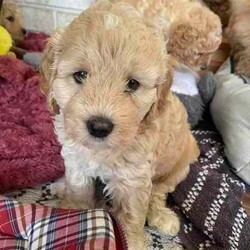 Adopt a dog:Beautiful Cavoodle Puppies/Poodle (Miniature)/Both/Younger Than Six Months,We have a beautiful litter of Cavoodle or Cavapoo puppies that will be ready for homes ready now. 3 Boys $1200 and 1 girls $1500 . They come from a first time litter, Mum is a red Miniature Poodle and Dad is an Apricot Cavoodle. They have been bought up with lots of attention, time and patience. All have beautiful natures and Cavoodles are known for being child friendly and very family orientated as I can attest to as the puppies father is our gorgeous Ollie who loves all people and animals. We have been feeding them on raw meat and Royal Canin puppy biscuits. Puppies are weened and toilet training has begun. Puppies come vaccinated, wormed and microchipped. Please email micandmad at hotmail.com or text message or call if you would like to know more.