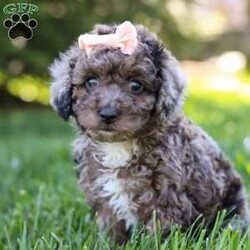 Lily/Miniature Poodle									Puppy/Female	/9 Weeks,Introducing Lily, the charming Poodle puppy who is as sweet as she is adorable. With her curly, hypoallergenic coat and expressive eyes, Lily is a delightful companion ready to capture your heart. This ACA registered puppy comes from excellent lineage. His parents are Katurah, weighing 13lbs, and Kozmo, weighing 17lbs. We have carefully selected this pairing, ensuring this little lady inherits the best qualities of both. Lily has already had her first vet exam and is up to date on vaccines and dewormer, guaranteeing she’s healthy and ready for her new home. But Lily isn’t just a beautiful pup; she’s also well-prepared. Training is available for this intelligent breed, ensuring she learns good manners and obedience from a young age. With her eager-to-please attitude and quick learning abilities, Lily is sure to excel in any training program. Whether it’s mastering basic commands or advanced tricks, Lily is ready to impress. If you’re seeking a loyal and trainable companion, Lily is the perfect choice. Don’t miss out on the opportunity to welcome this little Poodle puppy into your home, where she’s sure to bring joy, laughter, and endless love. Contact us today to make Lily a cherished member of your family! -Andy and Dena You can call or text anytime Monday through Saturday.