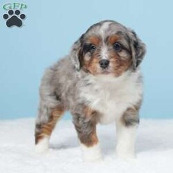 Hershy/Mini Aussiedoodle									Puppy/Male	/6 Weeks,Hershy is an adorable Mini Aussiedoodle puppy who has been lovingly raised by a family. He is up to date on all his vaccinations and dewormers, ensuring he’s in the best of health. A recent vet check confirmed his excellent condition.