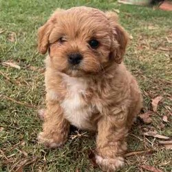 Smoodle puppies Ready for their forever home/Maltese Shih Tzu/Both/Younger Than Six Months,Gorgeous small breed non shedding Malshi x Toy poodle pups Smoodles. Very social and curious puppies have been brought up in our home, started toilet training and love being around people.Vet checked, microchipped and ready for their forever home.3 girls 2 boys. Grow to around 5kg.