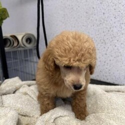 Outstanding litter of toy poodle puppies/Toy poodle/Male/3 months
