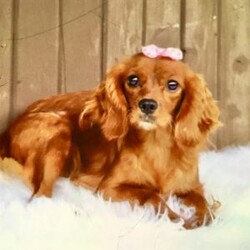 Hunter/Cavalier King Charles Spaniel									Puppy/Male	/7 Weeks,Meet hunter he is a friendly, well socialized, playful,cavalier puppy. He is vet checked microchipped, updated on shots and worming. He is ready to meet his new family.