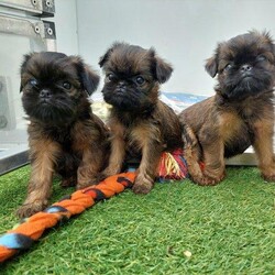 Adopt a dog:6 week old Brussles griffons looking for homes when 10 weeks/Brussels griffon/Mixed Litter/7 weeks,Only 2 girls left to reserve 
6 week old Brussels griffons for sale only 3 girls left to be reserved from litter of 5 ( the 3 in the first photo are the 3 available)
All red roughs
Will be ready to leave at 10 weeks old after 2nd jab ( from 6th June)
Will be chipped
Vet checked with certificate to ensure pups is healthy
Come with 4 weeks free insurance
Puppy pack with food and toys
KC registered with papers
Welcome to come view from end of April

Mum can be seen with pups (black and tan in the pic)
Will be asking for a deposit of the pups to secure your girl which is non refundable
Message for more information
Brought up in a family home and spoilt rotte