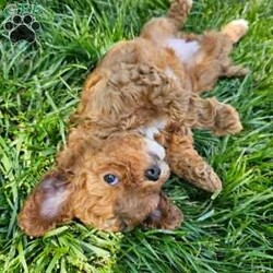 Daisy/Cavapoo									Puppy/Female	/7 Weeks,Daisy is a lovely little red cavapoo, sporting a splotch of white on her belly, feet, face and top of head. She has a quieter but playful personality. Cuddle time on the couch is her favorite time of day.