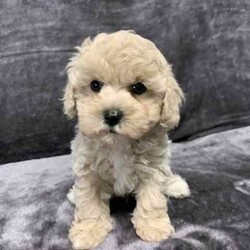 4 Stunning Bichon X Toy Poodle Boy Puppies //Male/Younger Than Six Months