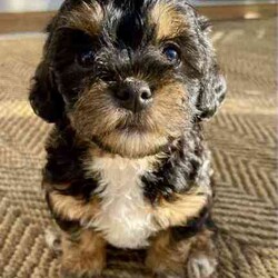 Support our ethical breeding program - Moodle c/Poodle (Miniature)/Both/Younger Than Six Months,Are you looking for a ​small ​companion dog you can take everywhere and do everything with?Available pup​s:"Noodle" - black and white soft curls."Lala" - Tri coloured with curly hair like her mum. Very sweet and playful! Breeders terms only - she will come back to us for some litters $600"Johnny Depp - boy. Tri color. Vigorous and confident - but also calm. $4000.Mum is our beautiful cross-bred girl Ruffy. She is mostly a Maltese terrier but also has havianese and shih-tsu. She is extremely emotionally attuned, tough but loving.Dad is a Red Toy Poodle stud Rambo - who has pedigree papers, and testing results and is just so friendly and The puppies have been raised indoors, on our patio, and around children and other pets. They are now being socialised and toilet trained.​​L​ocated in Kyneton, Victoria and can deliver to Melbourne or beyond.We are an ethical registered ​breeder​ specialising in well socialised dogs with calm friendly temperaments that fit well into family life. We have a website & Facebook page familydogsvictoria.com.au ​"The Opposite Of A Puppy Farm" ​with many photos, including photos of the parents and grandparents, information, and our policies. We welcome visits or video meetings for interested buyers.DNA tests for both parents are available on request. Raised using best-practice puppy socialisation techniques in the family home.Once our puppies leave, we:- Would love to see updates!- Offer a rehoming policy- Have a Facebook page you can stay in touch or see other puppies we have bred- Offer supportWe love talking about our dogs so please call Lani at 0146084018