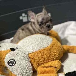 French bulldog - Merle- Female available now/French Bulldog/Female/Younger Than Six Months,Pure breed, available nowDOB- 1/3/24mum and dad both DNA clear , purebreed with papersPuppy - female - Merel colour PET ONLYCute teeny tiny girlRaised in family environment with other pets(Mum,dad & cats& family)Vet checked, wormed, vaccinated & MicrochippedComes with gift bag and will be freshly groomed for new family forever homeEFT Pos available. Text my business line ******3714 we will get back to you asap. REVEAL_DETAILS Mum and dad listed in last picDad is white - (blue eye)BIN- 0003288415198RPBA-882NCIP-9002232