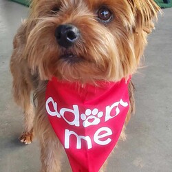 Adopt a dog:Goldie/Yorkshire Terrier/Female/Young,Goldie Hawn is a 2-year-old Yorkie with a beautiful golden coat and a wagging tail, who thrives on the companionship of adults.   She tends to be on the calmer side, appreciates a home with minimal traffic,  & takes her time opening up.  Once she feels comfortable,  her spunky self will begin to show. She enjoys  running in the yard with squeaky toys , enjoys treats, head rubs, and laying on your lap with a cozy blanket. Although she faced a few obstacles in basic training,  she has now learned how to walk on a leash,  learned sit and stay commands, &  learned how to utilize a doggy door. She gets along well with dogs her size and matching low energy but wouldn't mind being the only one.
She would be perfect for those who are looking for a low key companion.