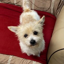Adopt a dog:Nutter Butter/Cairn Terrier/Male/Adult,Nutter Butter is the cutest 2-year-old 15 pound little boy who loves everyone he meets!  He is friendly and playful and absolutely adorable!
