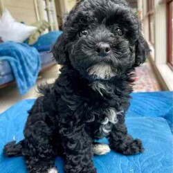 Support our ethical breeding program - Moodle c/Poodle (Miniature)/Both/Younger Than Six Months