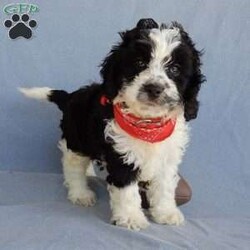 Romeo/Cockapoo									Puppy/Male	/8 Weeks,Prepare to fall in love!!!  My name is Romeo and I’m the sweetest little F1 cockapoo and I would love to come home with you!!!! One look into my warm, loving eyes and at my silky soft coat and I’ll be sure to have captured your heart already! I’m very happy, playful and very kid friendly and I would love to fill your home with all my puppy love!! I am full of personality, and ready for adventures! I stand out way above the rest with my beautiful black and white coat !!… I have been vet checked head to tail, microchipped and I am up to date on all vaccinations and dewormings . I come with a 1-year guarantee with the option of extending it to a 3-year guarantee and shipping is available! My mother is our sweet Ariel, an AKC 24# cocker spaniel with a heart of gold and my father is our beautiful Nimbo, a 13# chocolate merle mini poodle and he has been  genetically tested clear!  I will grow to approx. 17-20# and I will be hypoallergenic and nonshedding! !!… Why wait when you know I’m the one for you? Call or text Martha to make me the newest addition to your family and get ready to spend a lifetime of tail wagging fun with me! (7% sales tax on in home pickups) 