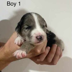 Purebred Border Collie Puppies/Border Collie/Female/Younger Than Six Months,Purebred border collie pups for saleBorn on 20/4/242 girls, 5 boysBoy 1 - AvailableBoy 2 - SOLDBoy 3 - AvailableBoy 4 - AvailableBoy 5 - AvailableGirl 1 - AvailableGirl 2 - AvailableMum - purebred tan and white (medium coat)Dad - purebred black and white (medium coat)Will be up to date with worming, vaccines and microchipped.Mum is a pet, however does come from working lines and shows interest in work and Dad is a working dog. Parents are both loving and affectionate dogs.Can view from 4 weeks old and will be ready for their forever homes from 15/6/24