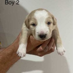 Purebred Border Collie Puppies/Border Collie/Female/Younger Than Six Months,Purebred border collie pups for saleBorn on 20/4/242 girls, 5 boysBoy 1 - AvailableBoy 2 - SOLDBoy 3 - AvailableBoy 4 - AvailableBoy 5 - AvailableGirl 1 - AvailableGirl 2 - AvailableMum - purebred tan and white (medium coat)Dad - purebred black and white (medium coat)Will be up to date with worming, vaccines and microchipped.Mum is a pet, however does come from working lines and shows interest in work and Dad is a working dog. Parents are both loving and affectionate dogs.Can view from 4 weeks old and will be ready for their forever homes from 15/6/24