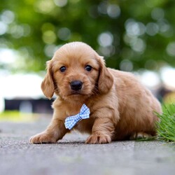 Mochi/Dachshund									Puppy/Male	/7 Weeks,Meet Mochi, the epitome of cuteness in AKC Miniature Dachshund form! With a silk smooth coat, his expressive eyes brimming with curiosity and sweetness twinkle with excitement. His darling puppy antics add to his irresistible charm as he prances around with a playful bounce that melts hearts, his button nose twitches with excitement leading him on adventures to discover the wonders of the world around him.  