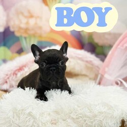 French Bulldog Purebred Puppies Ready for Adoption/French Bulldog/Both/Younger Than Six Months,Discover the beauty and charm of purebred French Bulldogs! Our puppies are raised in a loving environment, have excellent temperaments, and are ideal companions for families or individuals. Reserve your puppy today and experience the joy of owning a French Bulldog!There are 4boys and three girls available.They are all vaccinated and microchipped vet checked and with pedigree certificates.