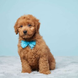 Leonard/Mini Goldendoodle									Puppy/Male	/10 Weeks,Meet Leonard, a sweet and loving Mini Goldendoodle ready to bring joy to his new forever home! Raised in a family environment, Leonard is well-socialized and loves being around people, especially kids. He has been vet checked and is up to date on all his vaccines and dewormer, ensuring he is healthy and ready for his new adventure.